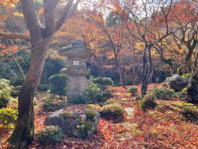 晩秋の京都2024 散り紅葉を楽しむぞ！