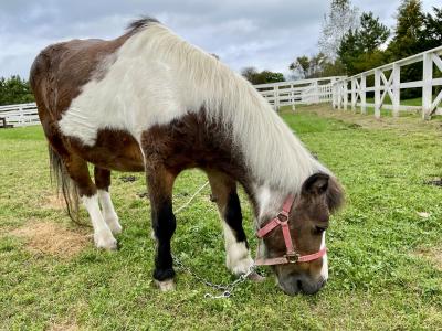 2022 日帰りで行く 羽田発-新千歳 ~ レンタカーで牧場巡り