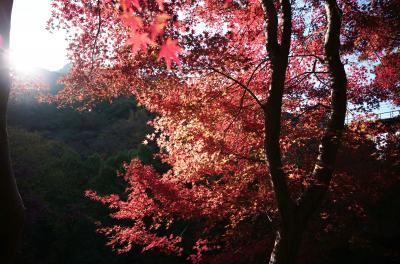 絲杉山 神應寺の紅葉