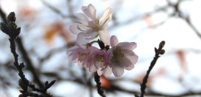 美しかった十月桜