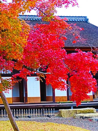 彦根‐6　楽々園　旧藩主の下屋敷　大広間/地震の間‐外から　☆枯山水の庭　紅葉真っ盛り