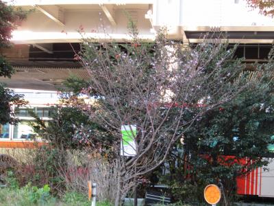 戸塚駅東口の十月桜