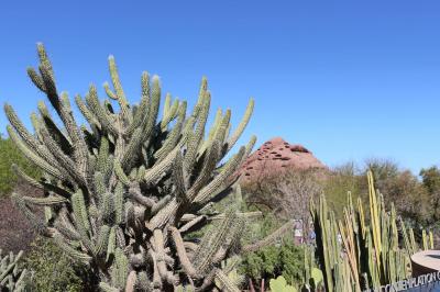 アリゾナ・テキサス・皆既日食(1) 砂漠植物園とホール・イン・ザ・ロック(フェニックス)
