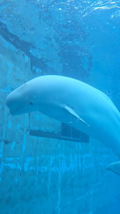 巨済（コジェ）シーワールド訪問記（2024.12.13）