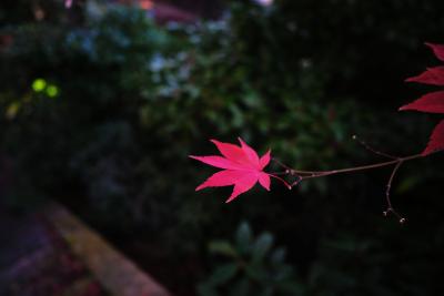 山崎聖天さんの散り紅葉