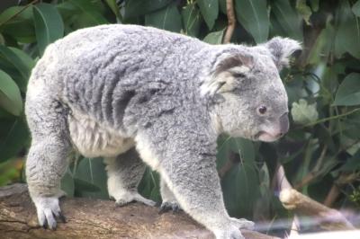 関東も紅葉見頃となった週末の埼玉こども動物自然公園（前）生後６日目の子牛のオッコロくんは会えたけど、コアラのふくちゃんの赤ちゃんには会えず