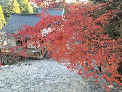 2024京都の紅葉あちこち