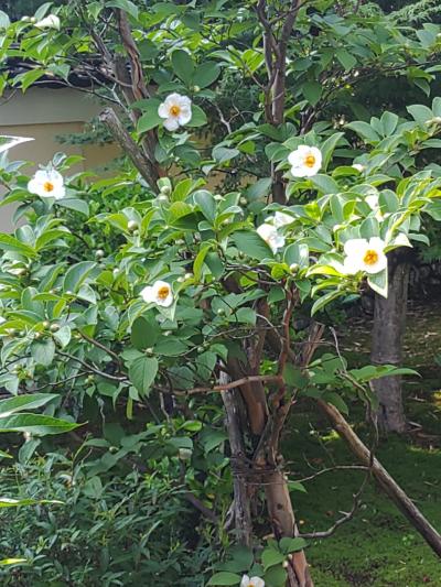 京都　日帰り散歩