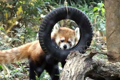 関東も紅葉見頃となった週末の埼玉こども動物自然公園（後）レッサーパンダのココロくんとリンちゃん同居～最後に再びナマケモノとハイラックスベビー