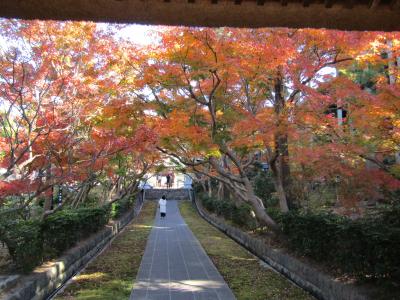 功徳山 天嶽院(藤沢市渡内1)の紅葉