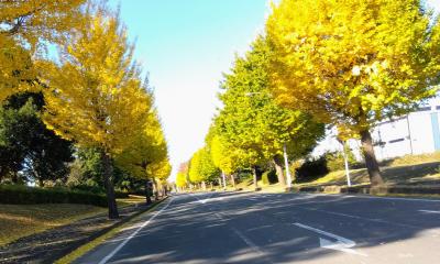 研究学園都市のイチョウ並木