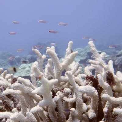 海の色がイリュージョン!クック諸島に憧れのワンピースを買いに行く【5.ラロトンガでダイビング】