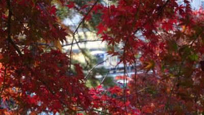 紅葉--東京、多摩川台公園-12月半ばなのに錦秋