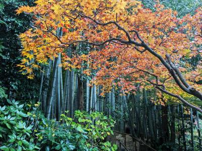 今日 鎌倉へ行ってきました　浄妙寺/報国寺/杉本寺/建長寺/円覚寺/大船観音/田谷の洞窟