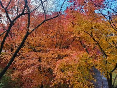 紅葉穴場の「将軍塚」