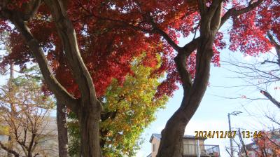 西鶴ケ岡公園で見られた紅葉