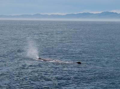 1/4 70代「ジジイ」の ニュージーランド ドライブ 3,000km 一人旅