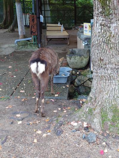 雨の奈良ちょこっと散歩
