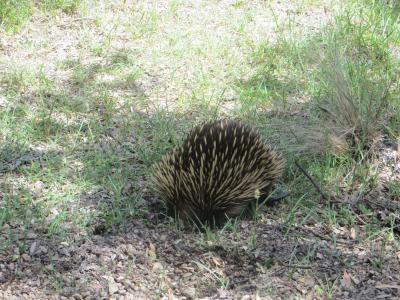 第1回オーストラリア サイクリング(メルボルン周辺)2024年12月10日 12/16