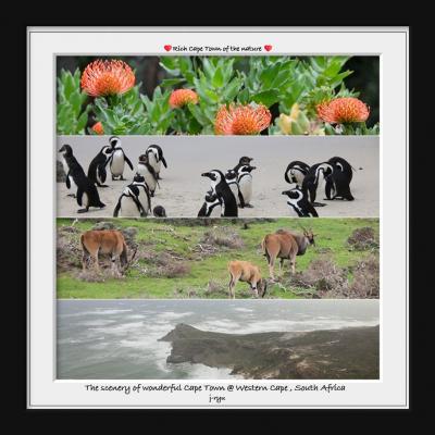 ★南アフリカ～ナマクワランド「神々の花園」を巡る旅Part６（Final）