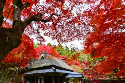 2024　石の寺　教林坊の紅葉と庭園