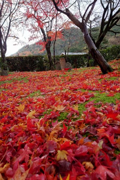 2024年12月名残の紅葉を求めて京都　～その１奥嵯峨・愛宕念仏寺から宝筐院へ