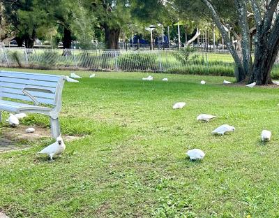 2024 オーストラリア&ニュージーランド-その1 ~ 特典ビジネスでシドニーへ