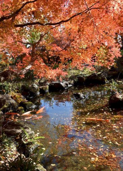 茨城県西 紅葉絶景めぐり こんな素敵な所あったのよ～。