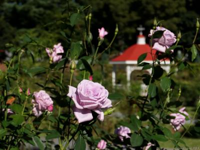 「敷島公園バラ園」の秋バラ_2024_綺麗な花が、期待以上に咲いていました（前橋市）