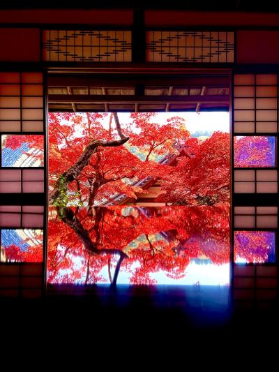 2024年12月　京都の紅葉