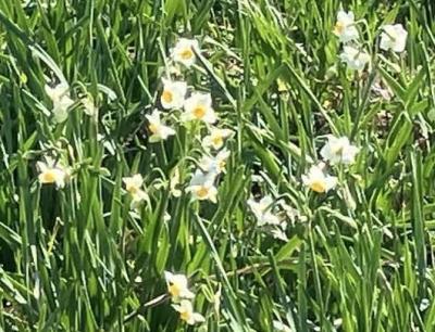 下田市　爪木崎水仙まつり