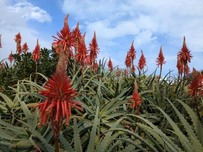 スイセンで有名な爪木崎はアロエの花が満開でした(^^)