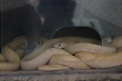 山口2日目　龍蔵寺と錦帯橋　
