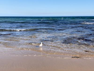 大自然と都会のメルボルン