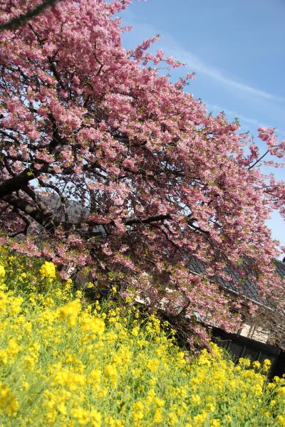 河津桜