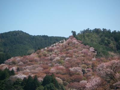 2014年 桜を追って3泊4日、造幣局の通り抜け、有馬温泉、吉野、湯の山温泉へ