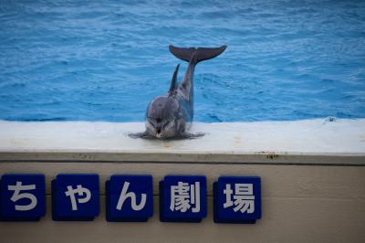 美ら海美術館や中部の海岸を満喫