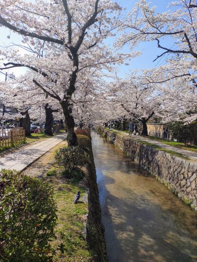 2022 4月 京都日帰り散歩