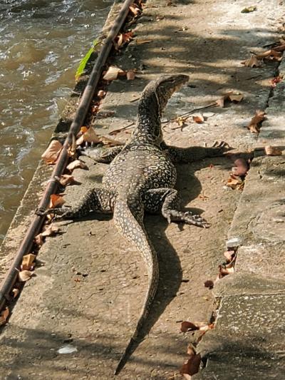 2025　はじめてのタイ　凍結肩を治す旅１バヤタイパレス