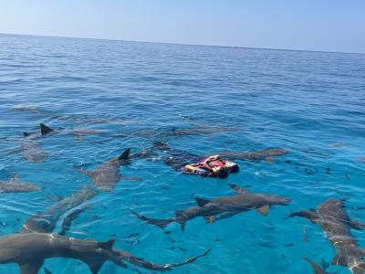 あえてバックパッカーとしてモルディブで過ごそう③～サメ・イルカ・クジラ・エイ・沈没船・砂州に行く♪～