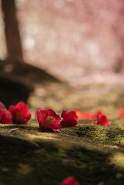 京都　梅と河津桜の名所を巡る2泊３日　