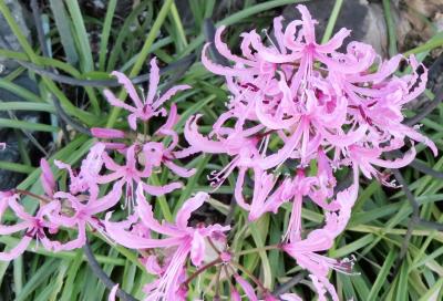 Japan 日野七福神めぐりでネリネを愛でる