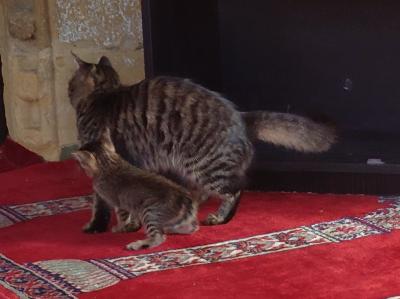 2025年1月　キプロス旅行③１月１日、２日　ニコシア、レフコーシャ