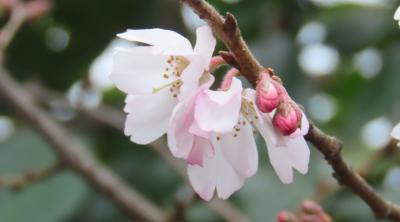 美しかった十月桜