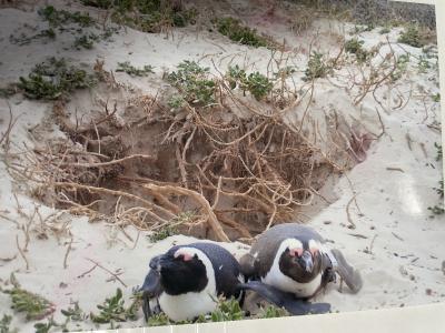 南半球一周の船旅　２－５/9　リオデジャネイロ