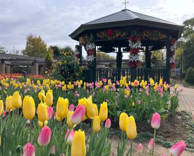 ◇花菜ガーデン◇で冬のチューリップを楽しみました♪バラも♪