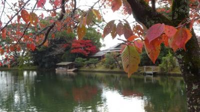 紅葉！--2024年11月末の京都.1.大覚寺・天龍寺--