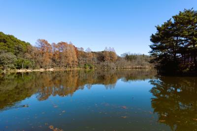 冬の東京をお散歩する~いわさきちひろ美術館から三宝寺、そして久しぶりの石神井公園
