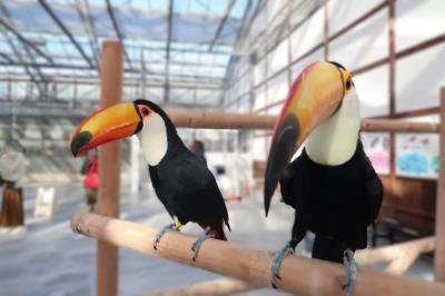 掛川花鳥園は穏やかな城下町にある鳥のテーマパークだった