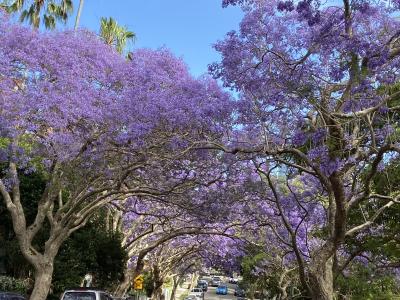 ジャカランダ咲き乱れる春のシドニー 3-① 2024/10/29